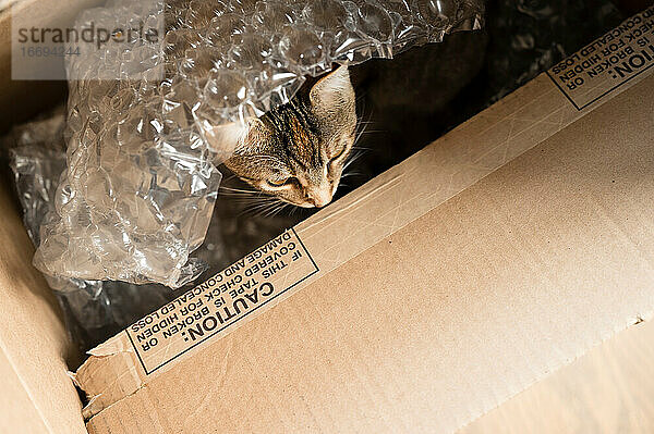 Braune Tabby-Katze versteckt sich im Karton unter Luftpolsterfolie