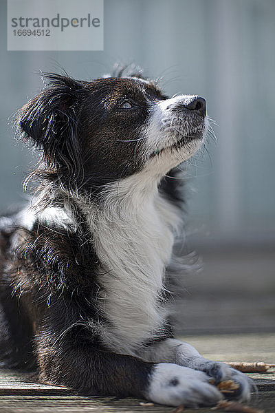 Kleiner schwarz-weißer Border Collie  der zu etwas aufschaut.