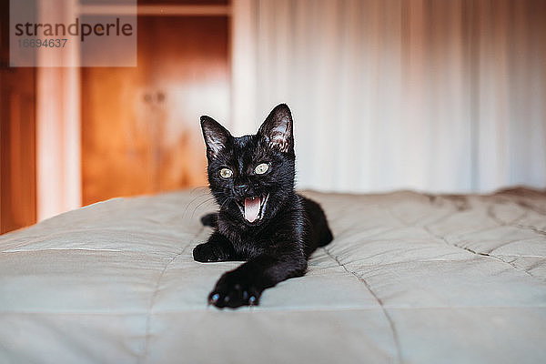 Schwarzes Kätzchen  das sich auf einem Bett ausruht und gähnt