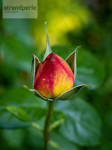 Nahaufnahme einer roten Rosenknospe im grünen Garten  die noch nicht geblüht hat