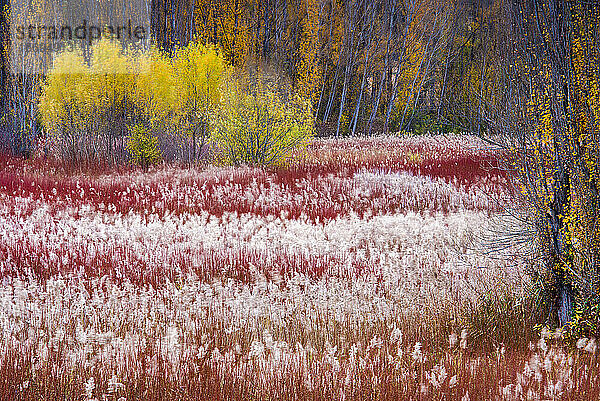 Roter Weidenwald im Herbst in der Stadt Cañamares  Cuenca  Spanien.