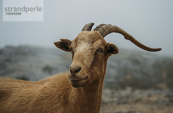 Bergziege aus Asturien  Spanien.