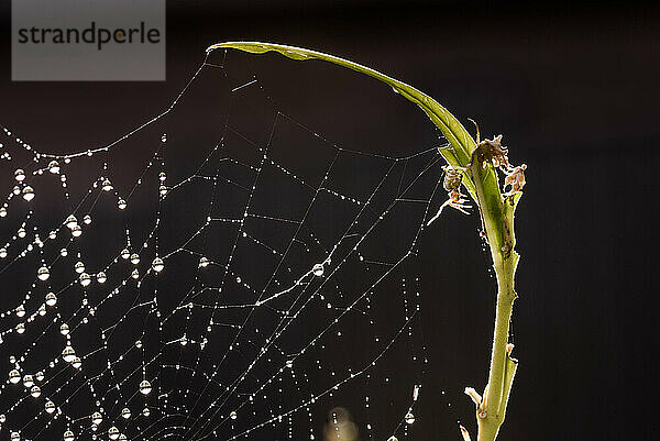 Kleine Spinne  die ein Bein in Richtung des mit Tau bedeckten Spinnennetzes streckt