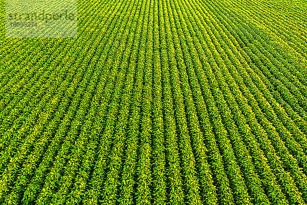 Sojabohnenfeld mit Reihen von Sojabohnenpflanzen. Luftaufnahme