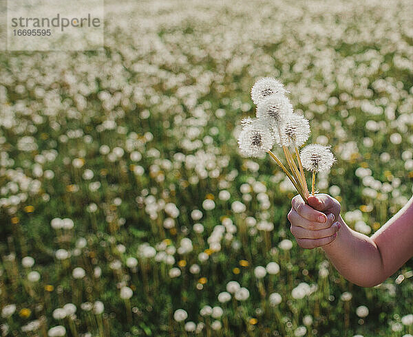 Kinderhand  die ein Bündel flauschiger Löwenzahnblüten auf einem Feld hält.