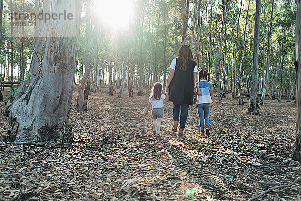 Mutter geht mit ihren Töchtern im Wald spazieren
