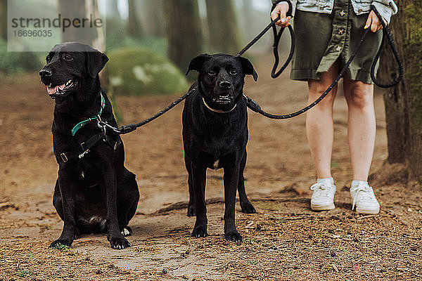 Tiefschnitt einer Frau mit zwei schwarzen Labradorhunden an der Leine im Wald