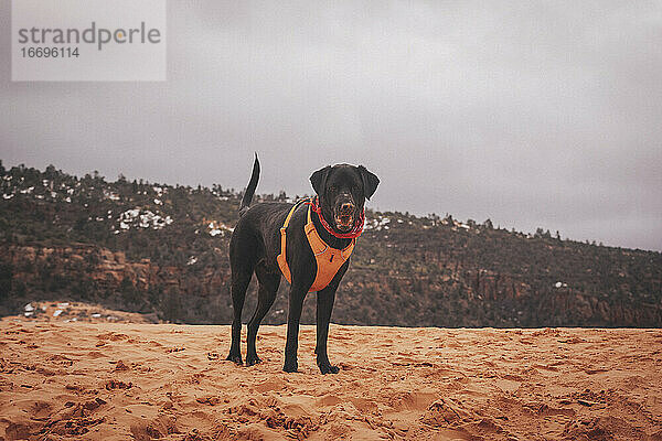 Ein schwarzer Hund steht in den Dünen