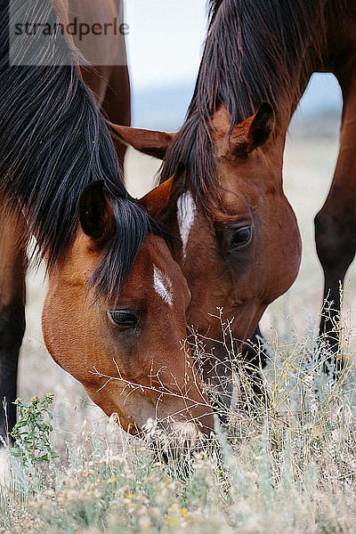 Zwei Pferde fressen gemeinsam Gras auf einem Feld