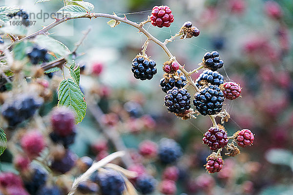 Strauß Brombeeren mit schwarzen und roten Beeren