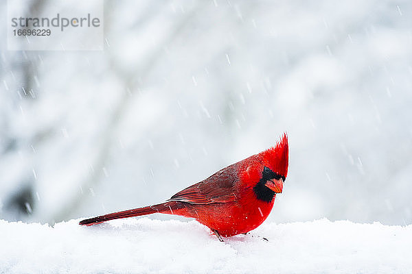 Kardinalvogel im Schnee sitzend während eines Schneesturms