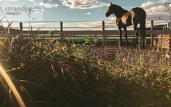 Braunes Pferd auf Bauernhof mit Blick auf den Horizont bei Sonnenuntergang