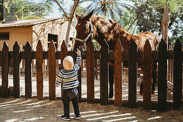 Kind berührt ein Pferd hinter dem Zaun an einem sonnigen Tag