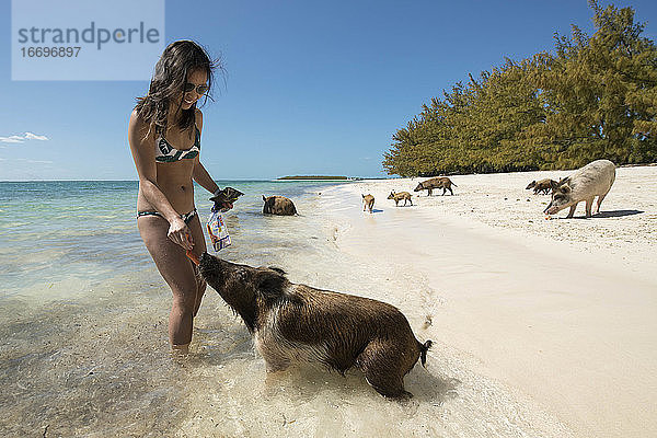 Lächelnde junge Frau im Bikini füttert ein Schwein am Strand mit Karotten