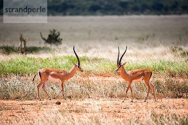 Eine Antilope im Grasland der Savanne in Kenia