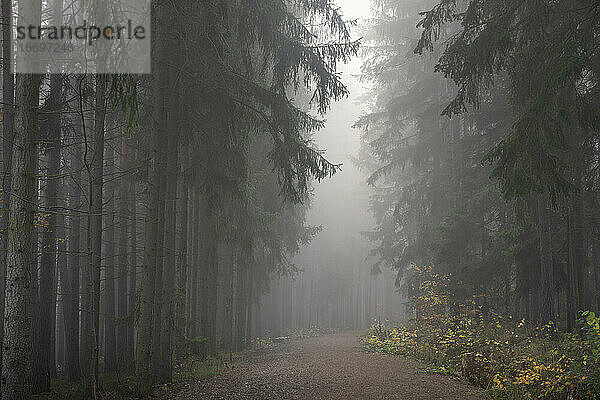 Pfad im dunklen  unheimlichen Wald an einem nebligen Morgen  Mittelböhmische Region  Tschechische Republik