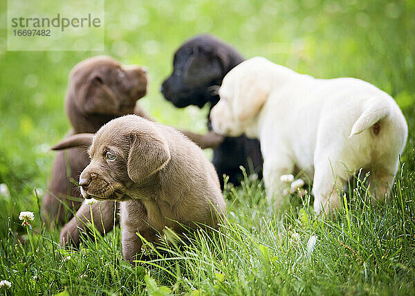 Lab-Welpen beim Spielen im Gras