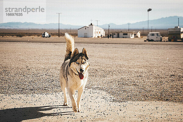 Ein Hund in der Nähe des Amboy-Motels am Highway 66  Kalifornien