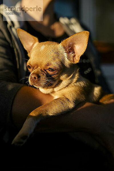 Hund in den Armen des Besitzers