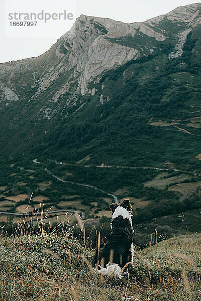 Ein Hund in den Bergen. Der Border Collie lehnt sich zurück und beobachtet die schöne Aussicht. Berge und Gipfel  Natur und Reisen mit einem Hund. Urlaub im Nationalpark