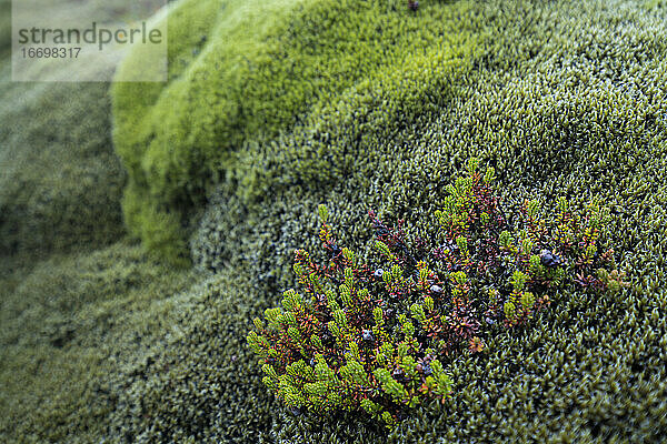 Detailaufnahme von Pflanzen  die auf einem moosbewachsenen Lavafeld wachsen  Südisland  Island
