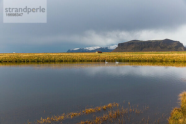 Schwäne schwimmen in einem Teich auf dem isländischen Festland