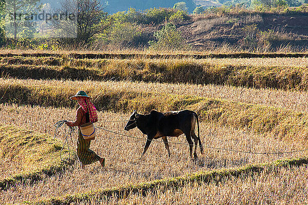 Landleben inmitten von Myanmar