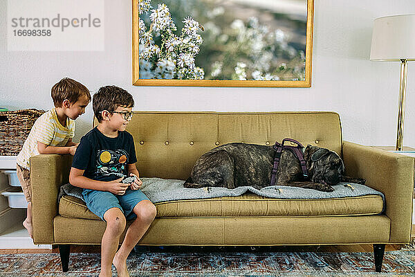 Zwei kleine Jungen beobachten fröhlich einen großen Hund auf einer Couch