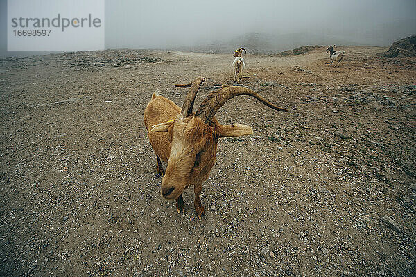 Bergziege aus Asturien  Spanien.