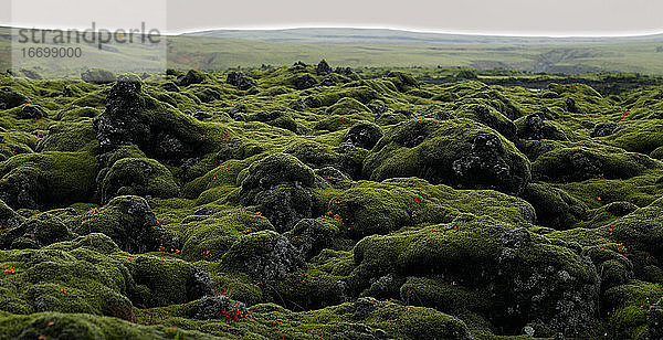 Moosbewachsene Felsen auf dem Laka-Lavafeld in Südisland