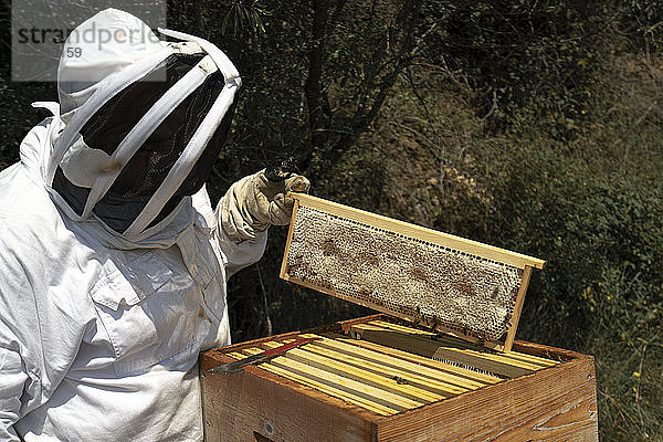 Ein Mann trägt an einem sonnigen Tag einen Bienenanzug und kontrolliert die Honigproduktion in einem Bienenstock.