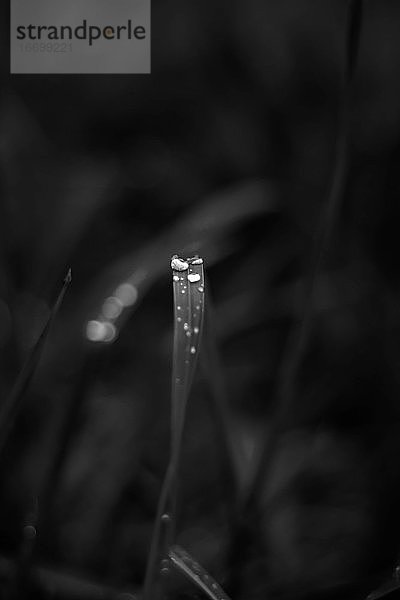 WASSERTROPFEN  DIE VON EINER ELEGANTEN SCHWARZEN UND WEISSEN BLUME FALLEN. MACRO P