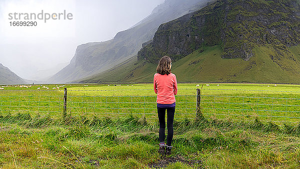 Wanderer in einem hellen Fleece  der Schafe auf der Weide in Island beobachtet