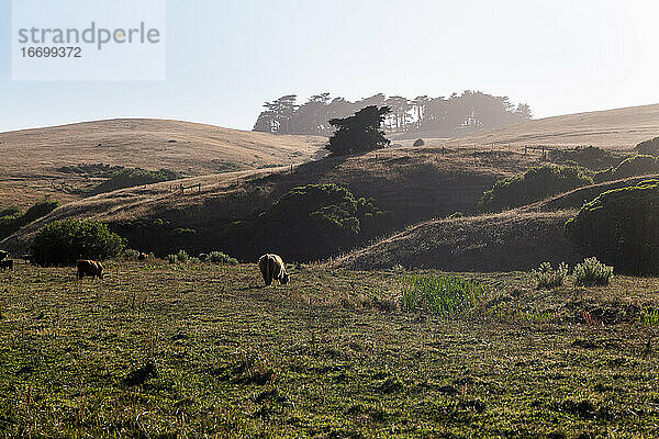 Langhornrinder grasen auf offenem Feld bei Sonnenuntergang in Kalifornien
