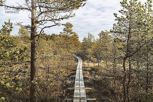 Wanderweg in Viru Raba oder Moor im Lahemaa-Nationalpark im Herbst