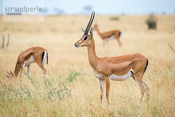 Eine Antilope im Grasland der Savanne von Kenia