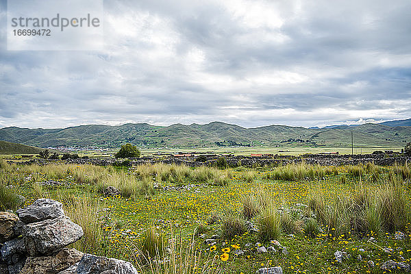 Steine bei Wiese mit gelben Blumen