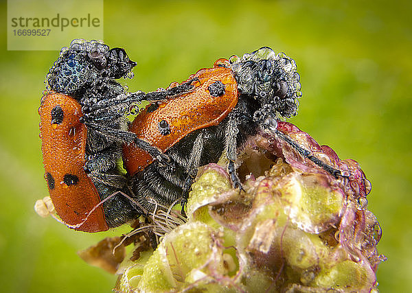 Paar rote Marienkäfer Käfer mit Sex mit grünem Hintergrund