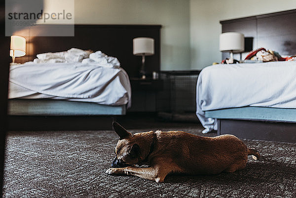 Junger Deutscher Schäferhund-Mix-Hund mit Knochen in einem Hotelzimmer in Palm Springs