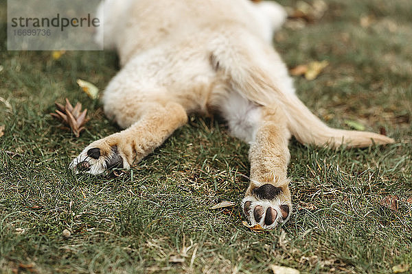 Rückansicht von Labrador Welpen Hund Pfoten liegend Hund