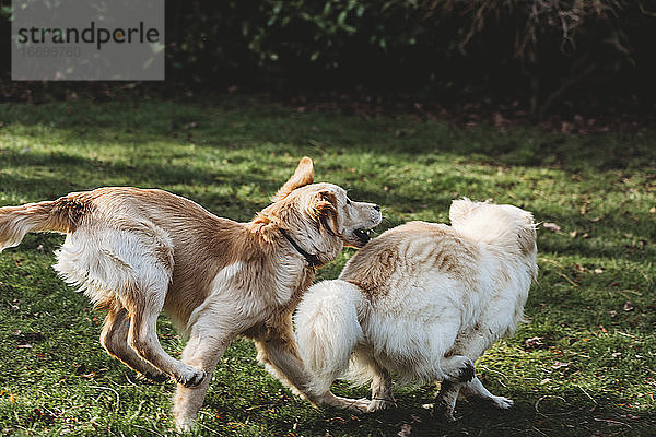 Zwei gelbe Labrador-Golden Retriever-Hunde spielen Verfolgungsjagd