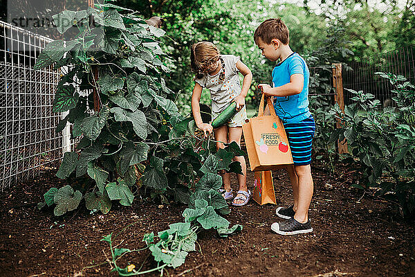 Junges Mädchen pflückt Gurken von der Rebe im Hinterhof Garten