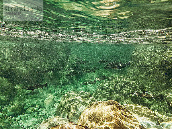 Unterwasseransicht eines Schwarmes von Coho-Lachsen auf Wanderschaft