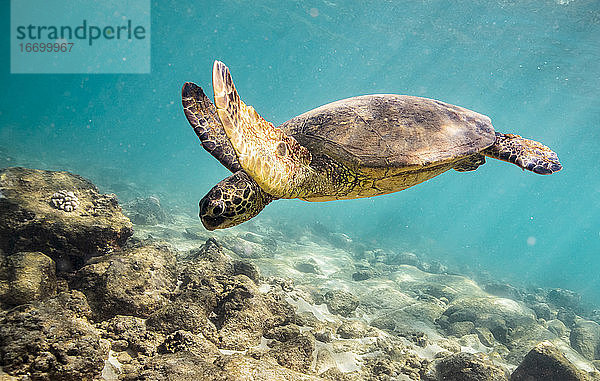 Meeresschildkröte schwimmt auf den Meeresboden von Oahu  Hawaii