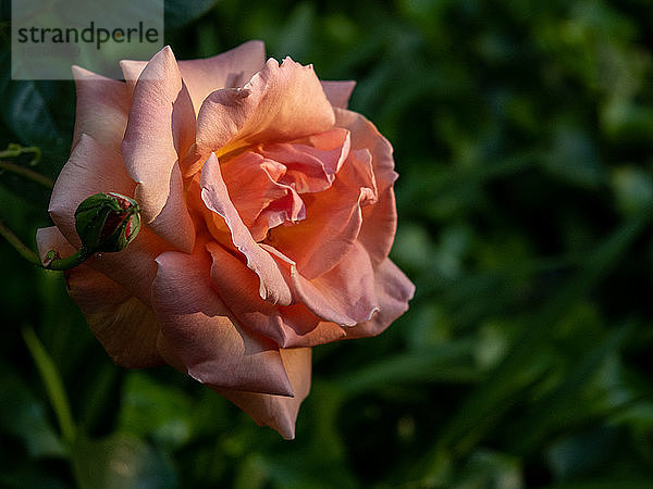 Rose in voller Blüte im grünen Garten  beleuchtet von warmem Sonnenlicht