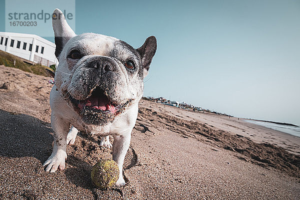 Französische Bulldogge spielt mit ihrem Ball am Strand
