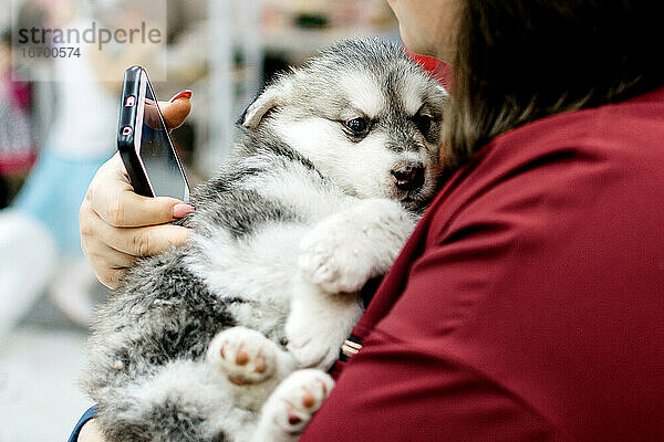 Grauer Malamute-Welpe auf weiblichen Händen