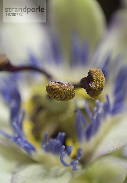 Makroaufnahme eines Staubgefäßes der Passionsblume Bluecrown  Weichzeichner