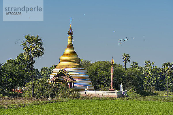 Pagode inmitten von Reisfeldern bei klarem Himmel  Inwa  Mandalay  Myanmar