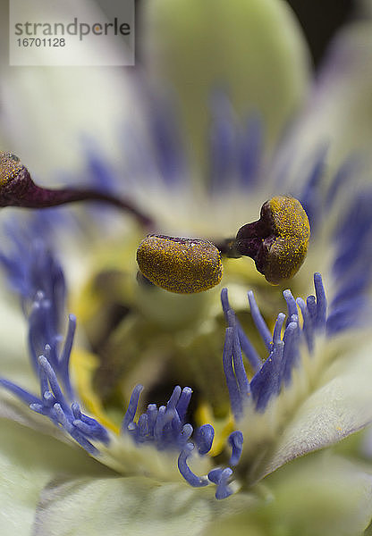 Staubgefäße der Passionsblume  extremes Makro und Details  botanisch